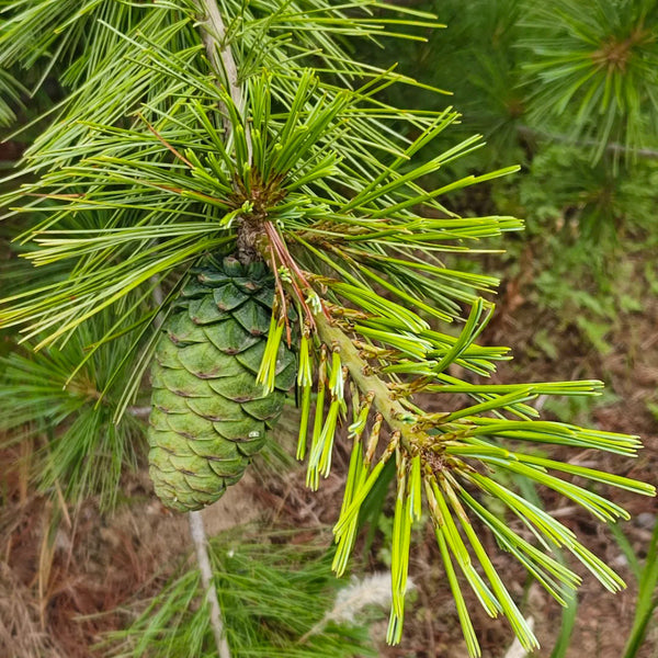 Huashan Pine, 50 Seeds