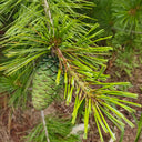 Huashan Pine, 50 Seeds