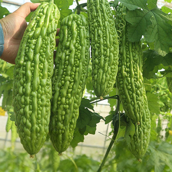 'Jiemei No.6' Bitter Gourd, 10 Seeds
