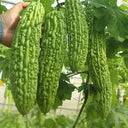 'Jiemei No.6' Bitter Gourd, 10 Seeds