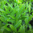 Tea Plant (Camellia sinensis) Seeds, 50 Seeds