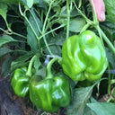 Spicy Chili Pepper Seeds, 1000 Seeds