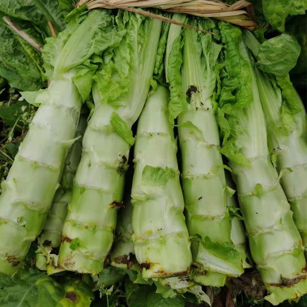 'Jiemei' Green Celtuce, 2000 Seeds