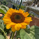 'Little Black Bear' Ornamental Sunflower Seeds, 1g