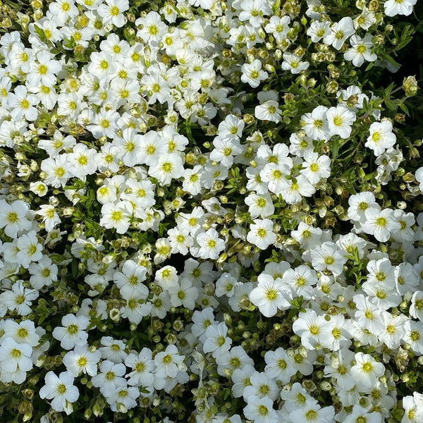 Mountain Sandwort, 10 Seeds