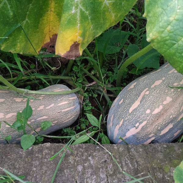 Baby Pumpkin Seeds, 10 Seeds
