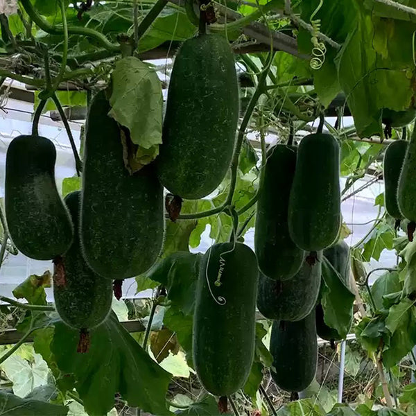 Yueguang Wax Gourd Seeds, 20g