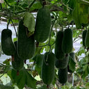 Yueguang Wax Gourd Seeds, 20g