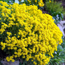 Mountain Alyssum, 500 Seeds