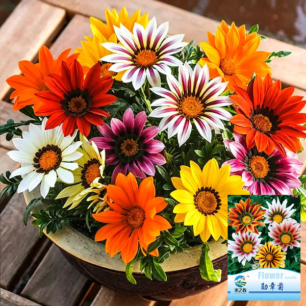 Gazania, 1g