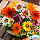 Gazania, 1g