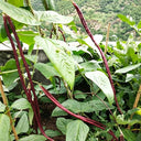 Chunqiu Red Cowpea Seeds, 20g