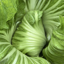 'Selected Dapingpu 818' Mustard Greens Seeds, 10g