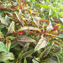 Red Willow Leaf Amaranth Seeds, 10g