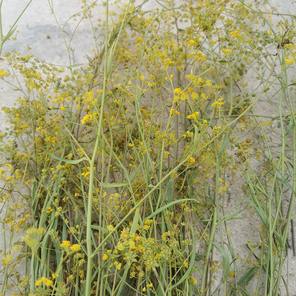 Bupleurum chinense, 200 Seeds