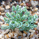 Broad-leaved Albuca Seeds, 100 Seeds