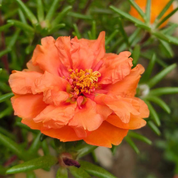 Hezhichun Orange Moss-Rose Purslane Seeds, 1g