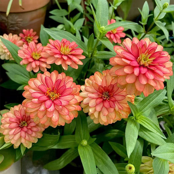 He Zhi Chun Zinnia elegans Seeds, 5g
