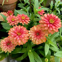 He Zhi Chun Zinnia elegans Seeds, 5g