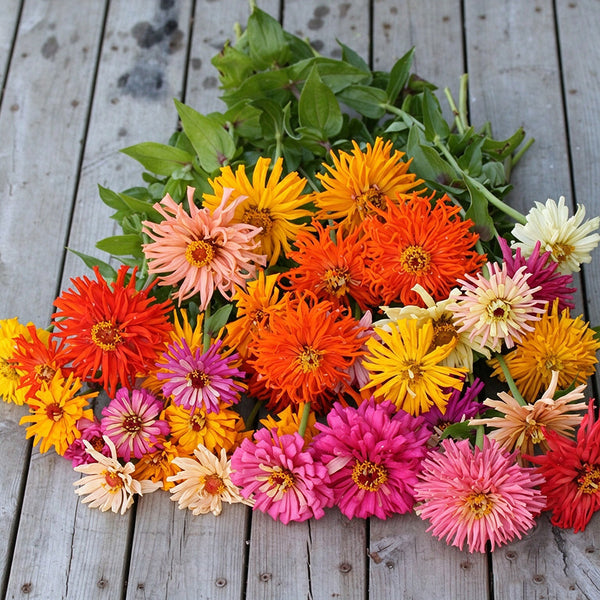 W1355 Cactus-Flowered Zinnia Mix, 100 Seeds
