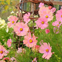 Hezhichun Cosmos bipinnatus 'Apricotta' Seeds, 1g