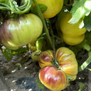Martha Starfighter Tomato, 10 Seeds