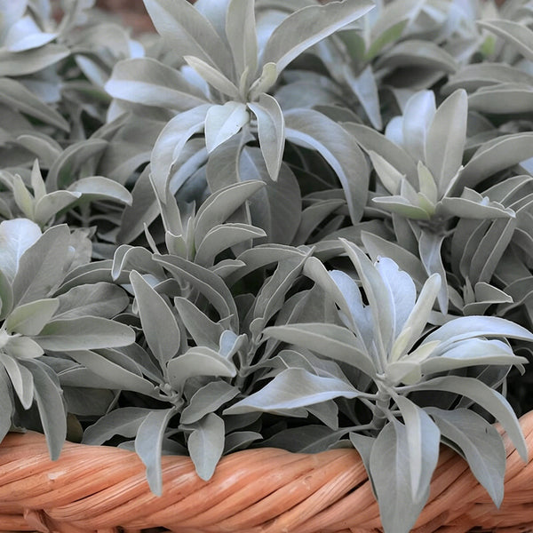 California White Sage, 5 Seeds