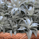 California White Sage, 5 Seeds