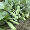 'Jiemei' Big-Stem Chinese Kale Seeds, 10g