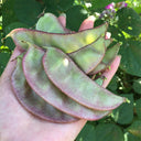 Hyacinth Bean Seeds, 5g Per Bag