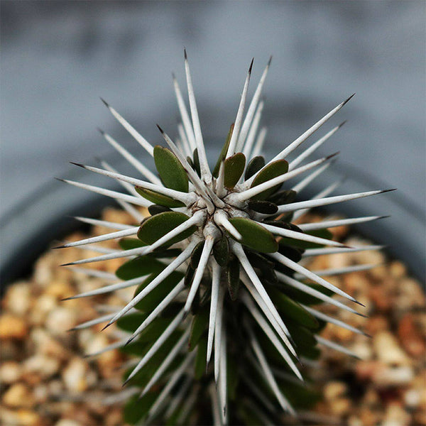 Alluaudia montagnacii, 7-8cm