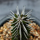 Alluaudia montagnacii, 7-8cm