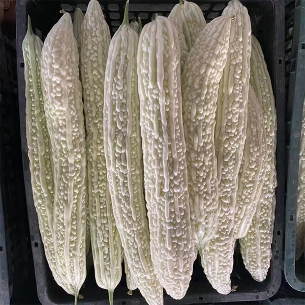 White Jade Bitter Gourd Seeds, 10g