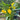 'Dana' Calla Lily, 18/20cm Circumference, 1 Bulb