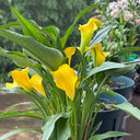'Dana' Calla Lily, 18/20cm Circumference, 1 Bulb
