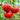 520 Jeff Davis Tomato, 5 Seeds