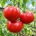 520 Jeff Davis Tomato, 5 Seeds
