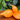 927 Buratino Tomato, 5 Seeds