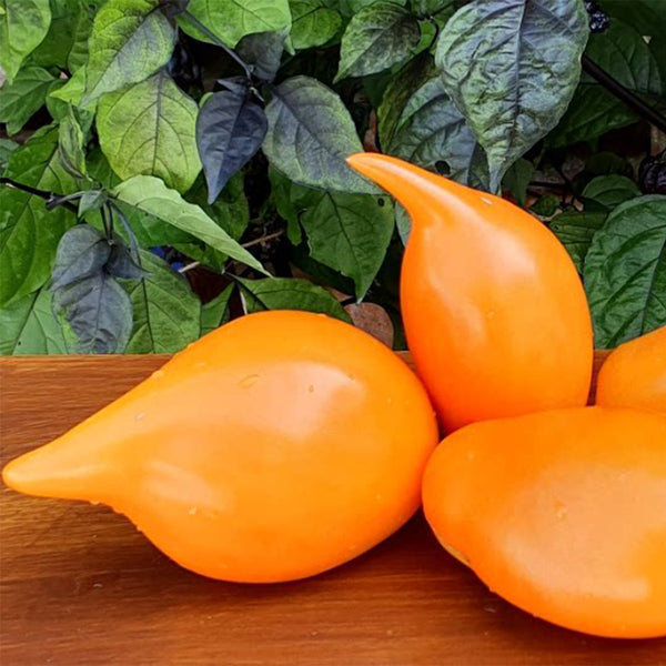 927 Buratino Tomato, 5 Seeds