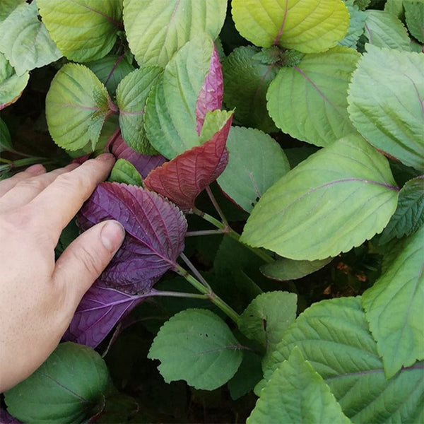 Bicolor Perilla Seeds, 2g