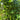Winged Bean, 100 Seeds