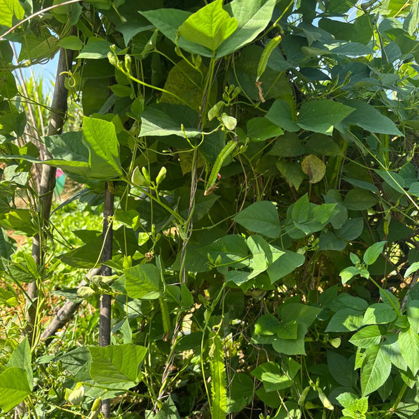 Winged Bean, 100 Seeds