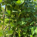 Winged Bean, 100 Seeds