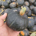 Tianbei No.6 Pumpkin, 50 Seeds