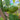 Pink Brandywine Tomato, 10 Seeds