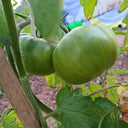 Pink Brandywine Tomato, 10 Seeds