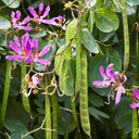 Bauhinia purpurea, 25 Seeds