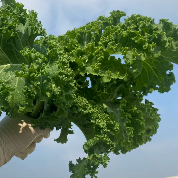 Curly Kale Seeds, 200 Seeds