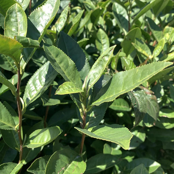 Tea Plant (Camellia sinensis) Seeds, 50 Seeds