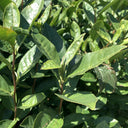 Tea Plant (Camellia sinensis) Seeds, 50 Seeds